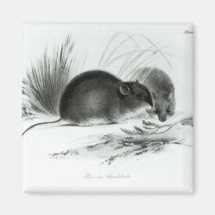 Aimant Souris, Terre de Feu, Amérique du Sud c.1832-36