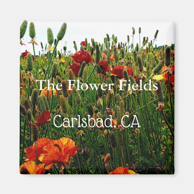 Aimant souvenir, Champs de fleurs, Carlsbad, CA. (Devant)