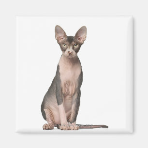 Aimant Sphynx (7 months old) sitting