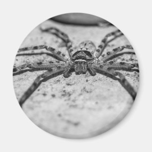 Aimant Spider Huntsman