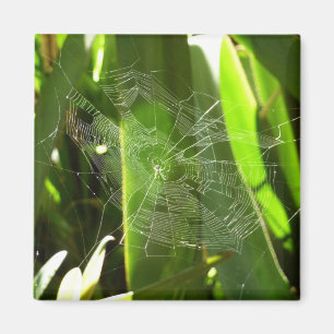 Aimant Spiderweb dans Tropical Leaves Nature