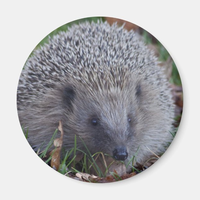 Aimant Spike (Devant)