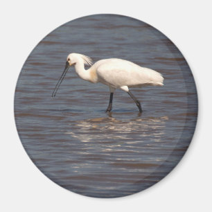 Aimant Spoonbill eurasien