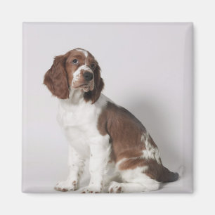 Aimant Springer spaniel