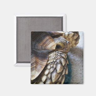 Aimant Spurée africaine, Jambe de tortue Sulcata, Coquill