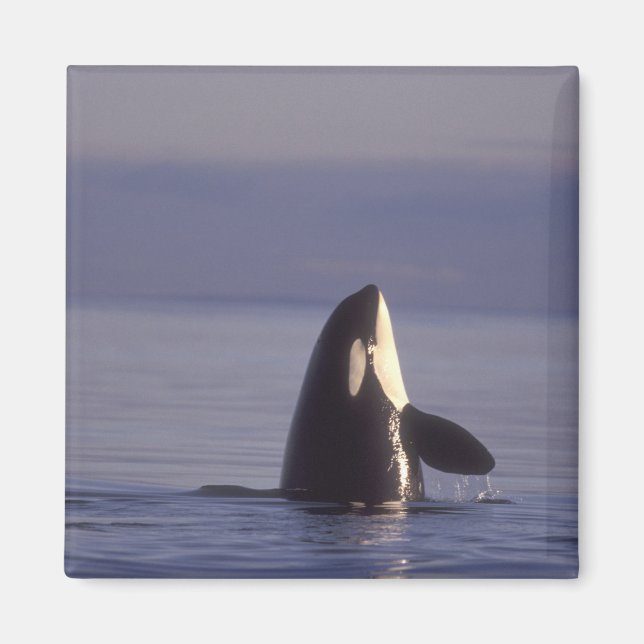 Aimant Spyhopping Orca Killer Whale (Orca orcinus) près d (Devant)