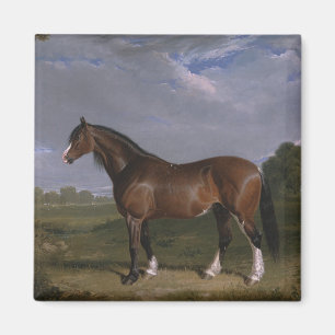 Aimant Stallion de Clydesdale (Thoroughbred Horse) (Anima