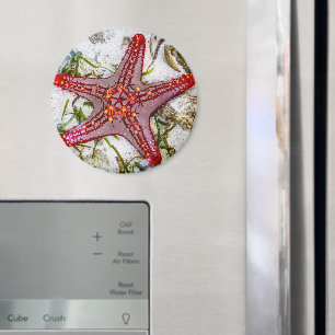 Aimant Starfish, Zanzibar, Tanzanie