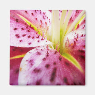Aimant Stargazer Lily brillant Magenta Floral