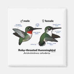 Aimant Statistiques sur les colibris à gorge rubis