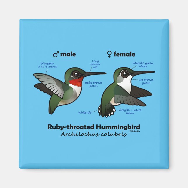 Aimant Statistiques sur les colibris à gorge rubis (Devant)