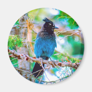 Aimant Steller's Jay - Photographie originale