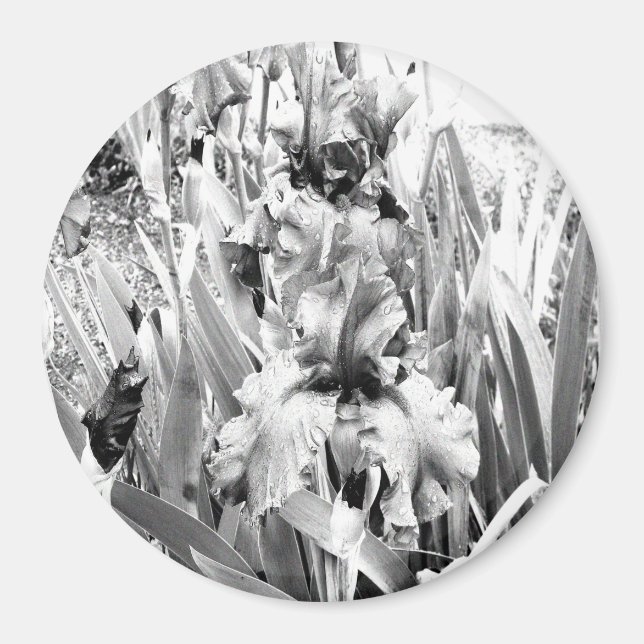 Aimant Sterling Irises.... (Devant)