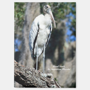 Aimant Stork de bois dans la nature