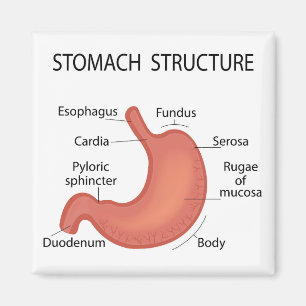 Aimant Structure de l'estomac
