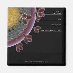 Aimant Structure d'une cellule d'HIV