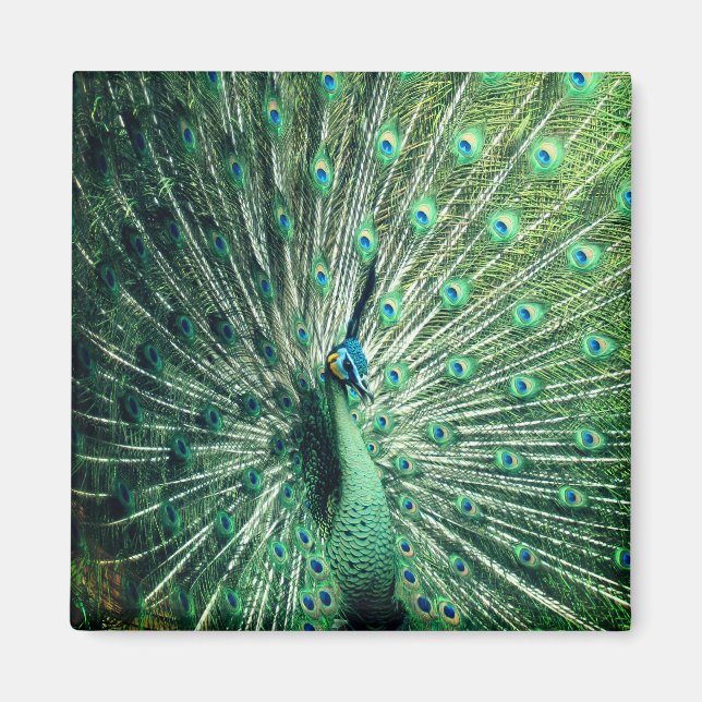 Aimant Strut Peacock (Devant)
