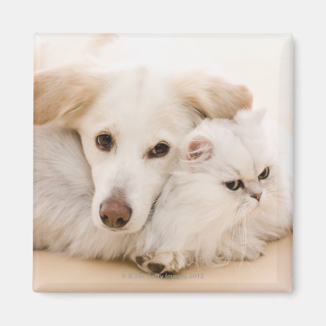 Aimant Studio photo de chat et chien (Devant)
