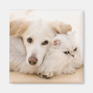 Aimant Studio tiré du chat et du chien