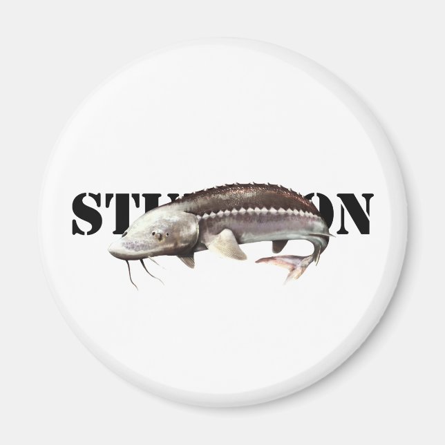 Aimant Sturgeon (Devant)