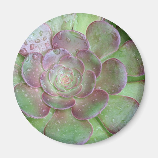 Aimant SUcculent (Devant)
