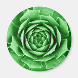 Aimant Succulent