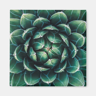 Aimant Succulent vert et blanc