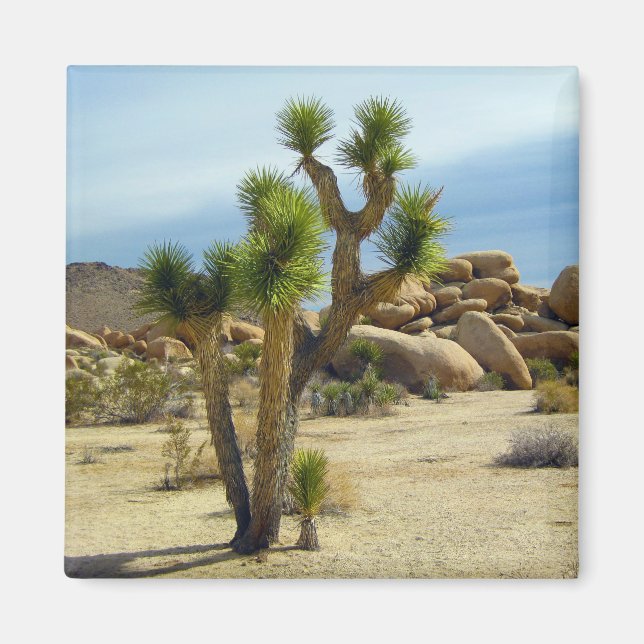 Aimant Succulents du désert de Californie, rochers et cie (Devant)