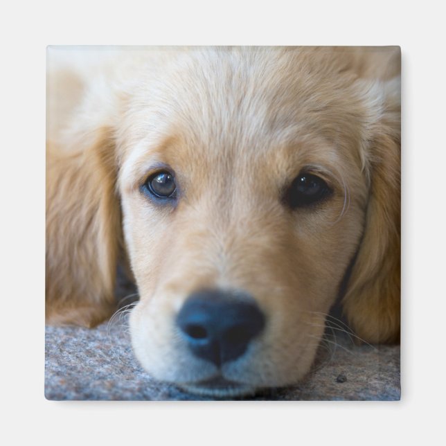 Aimant Sucré, chiot doux (Devant)