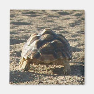 Aimant Sulcata, Tortue purée africaine, Marche dans le sa