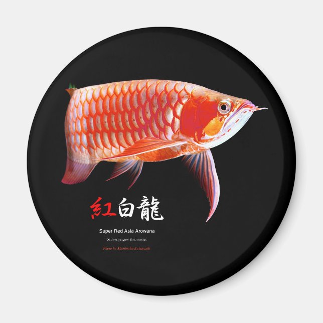 Aimant Super Red Arowanaの冷蔵庫マグネット,No.01 (Devant)