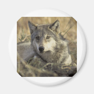 Aimant Superbe loup gris