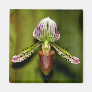 Aimant Superbe orchidée