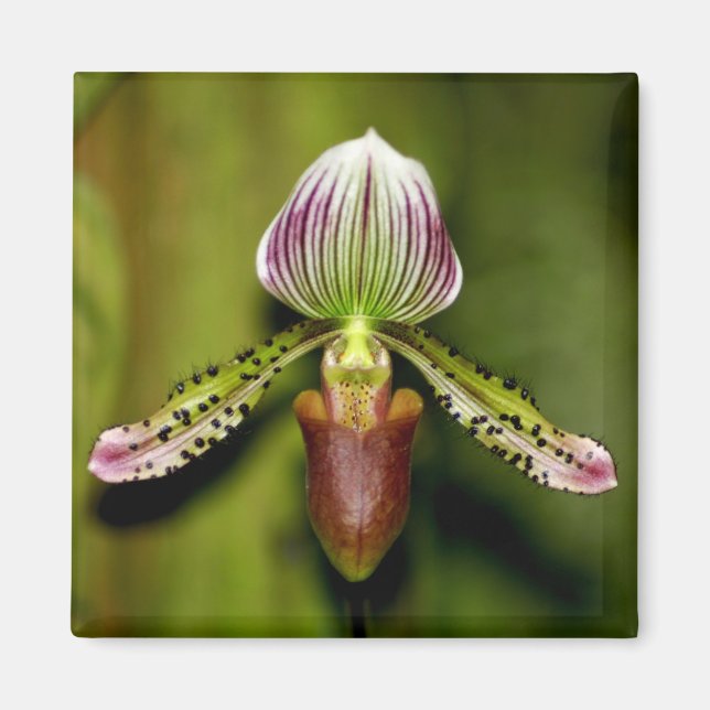 Aimant Superbe orchidée (Devant)