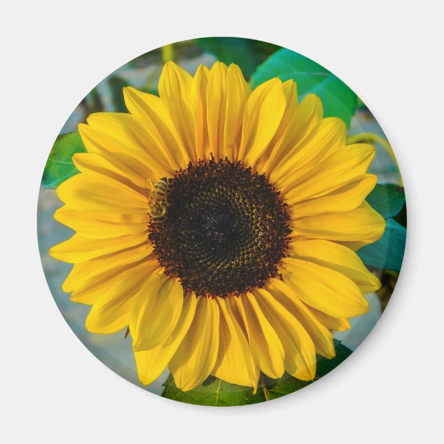 Aimant Suprême du tournesol (Devant)
