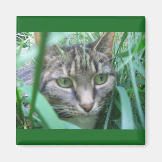 Aimant Sur l'aimant Chasse Chat