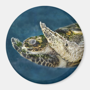 Aimant Surprise de tortue de mer