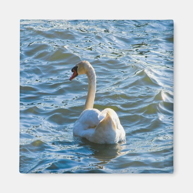 Aimant Swan (Devant)