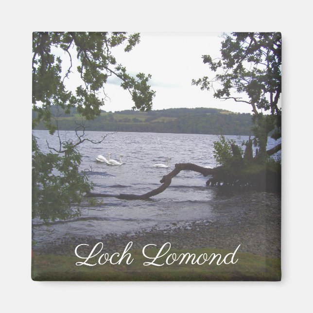 Aimant Swans sur Loch Lomond (Devant)