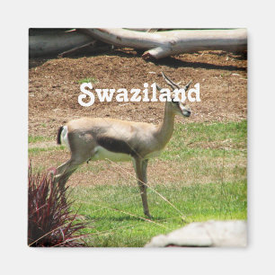 Aimant Swaziland Gazelle