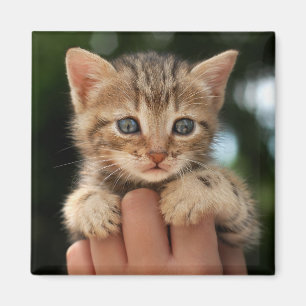 Aimant Sweet Baby Kitten