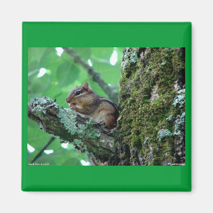 Aimant Sweet Chipmunk dans un arbre Vêtements et cadeaux