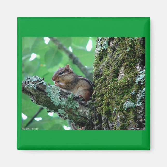Aimant Sweet Chipmunk dans un arbre Vêtements et cadeaux (Devant)