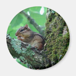 Aimant Sweet Chipmunk dans un arbre Vêtements et cadeaux