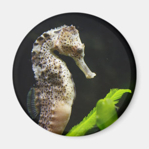 Aimant Sweet Seahorse