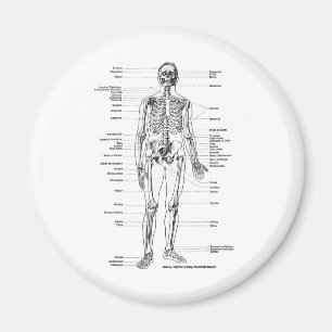 AIMANT T-SHIRTS ET CADEAUX SQUELETTIQUES D'ANATOMIE