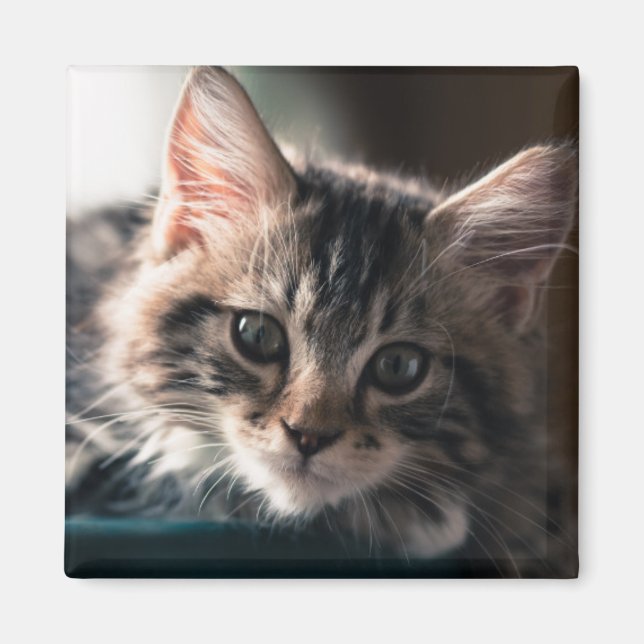 Aimant Tabby Cat 2 (Devant)
