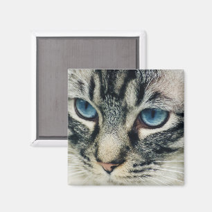 Aimant Tabby Cat with Blue Eyes Close-up