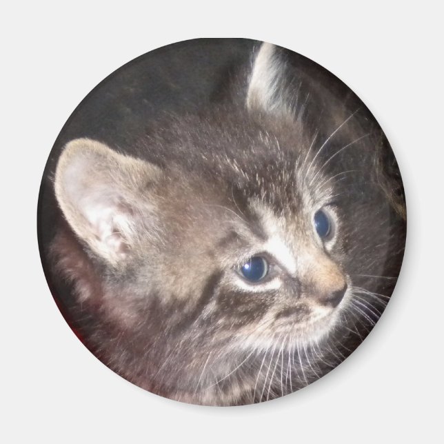 Aimant Tabby Kitten (Devant)