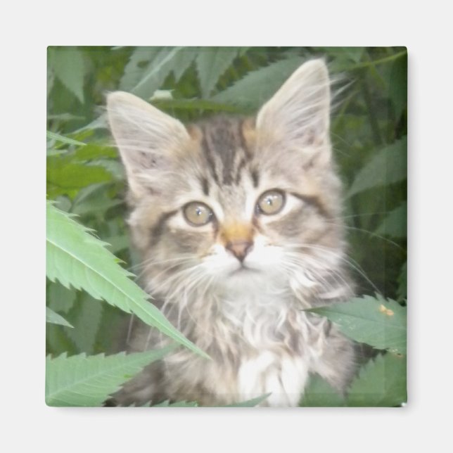 Aimant Tabby Kitten (Devant)